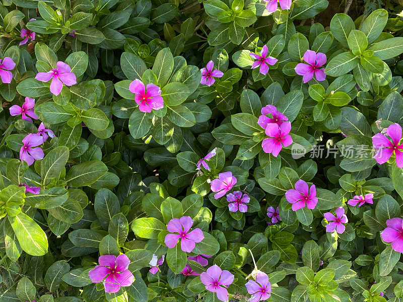 粉红色开花的Sadabahar /马达加斯加长春花植物(Catharanthus roseus)生长在花园植物边界显示，绿色叶子背景，重点在前景，高架视图